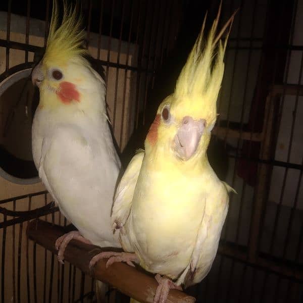 common white cocktail, cockatiel 3