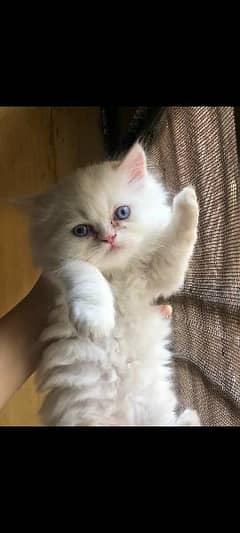 Persian double coat kitten