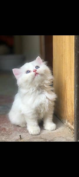 Persian double coat kitten 2