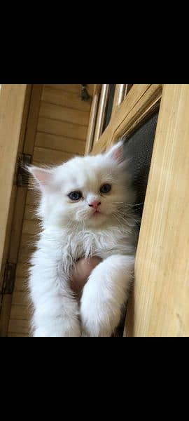 Persian double coat kitten 3