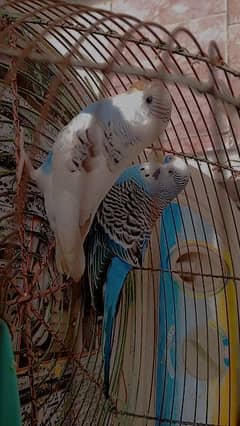 Budgies adult pair ready for their first breed