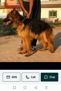 German shepherd female