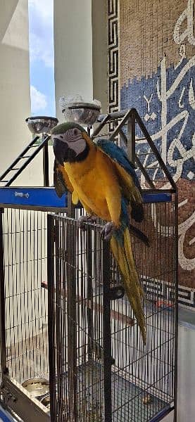 Macaw for sale 0