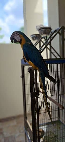 Macaw for sale 1