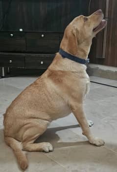 Sandi Labrador Dog 1 year