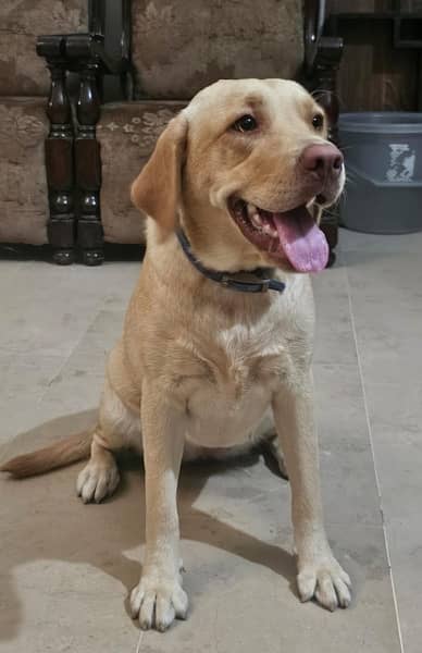 Sandi Labrador Dog 1 year 2