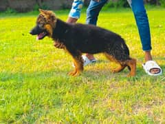 German shepherd female