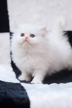 Persian Kittens / blue eyes/Kittens for sale / Persian Cats