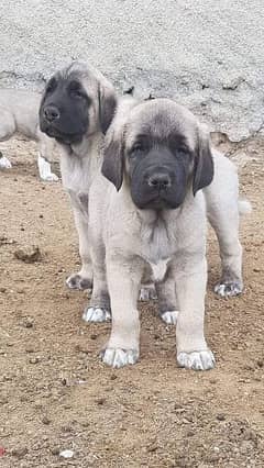 Turkish kangal pair for sale cargo available all pakistan