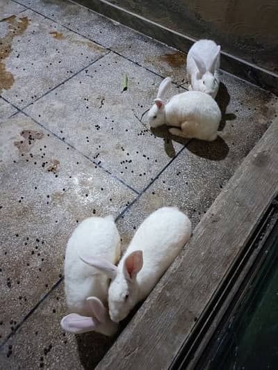 Newzealand white rabbit 5kg+ breeder pair