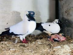 English nun breeder pair with 1 chicks