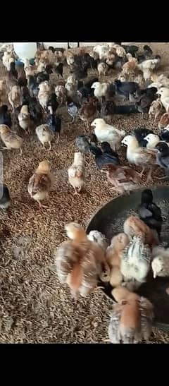 golden misri chicks 20-25 day old . . 2500 available