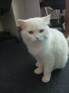 Persian healthy cat single-coated male