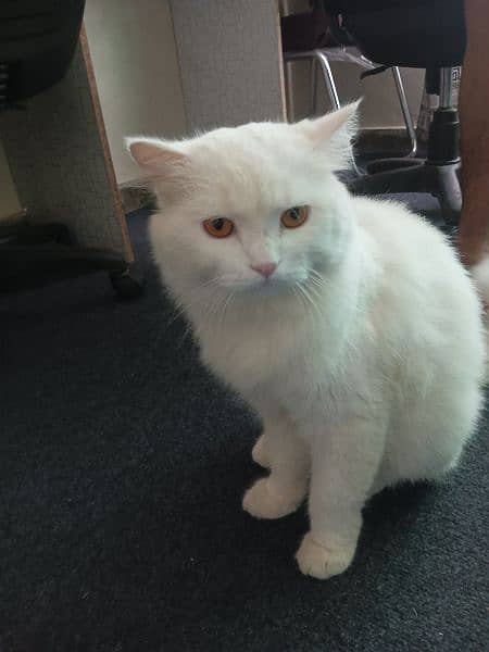 Persian healthy cat single-coated male 0