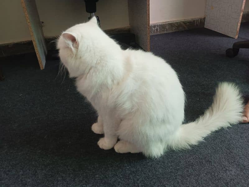 Persian healthy cat single-coated male 1