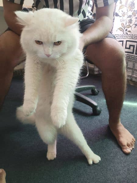 Persian healthy cat single-coated male 3