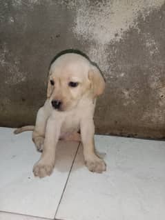 parents, British Labrador