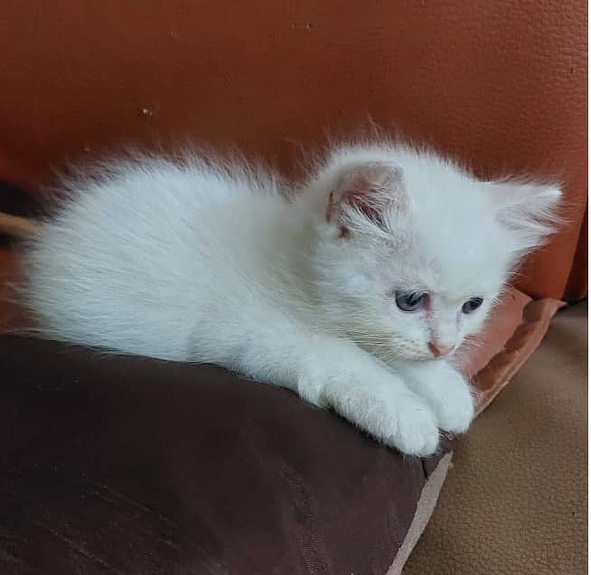 Persian Kittens Ready for New Home (White , Golden & Fawn) 03008003560 1