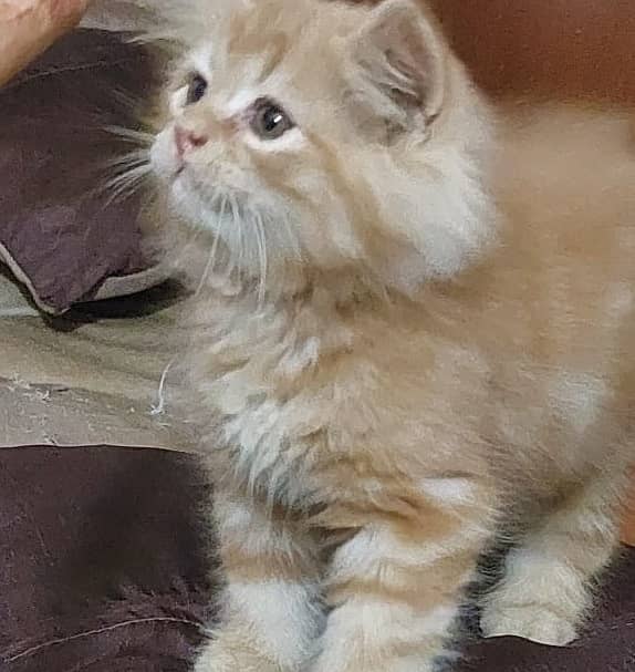 Persian Kittens Ready for New Home (White , Golden & Fawn) 03008003560 2