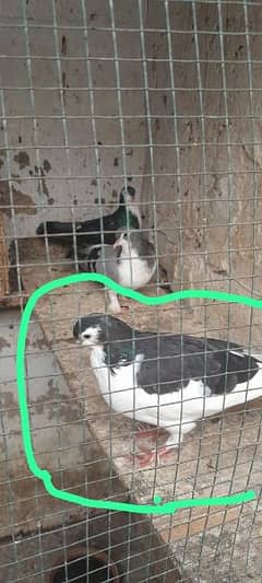 sherazi and khal pigeon for sell