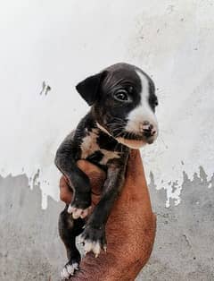 Pitbull female puppy