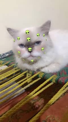 himaliyan cat for sale