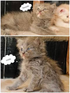 cute and fluffy kittens available male female available