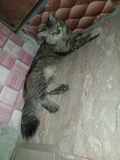 Persian cat for sale