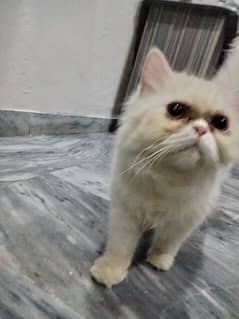 Persian cat punch face