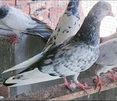 Pigeons