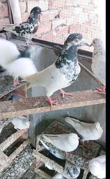 Pigeons Kabootar 1