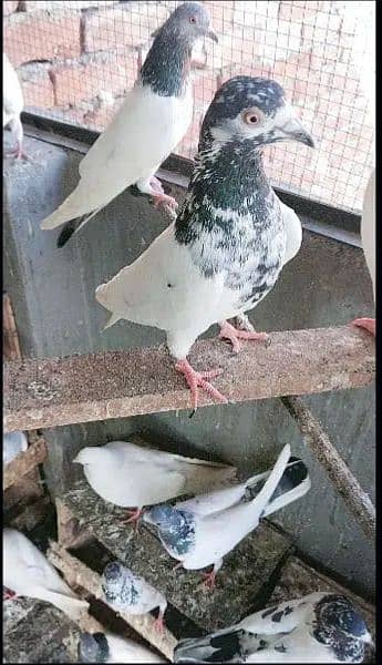 Pigeons Kabootar 2