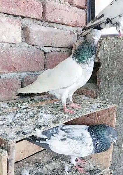 Pigeons Kabootar 5