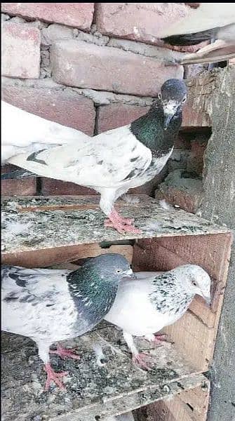 Pigeons Kabootar 6