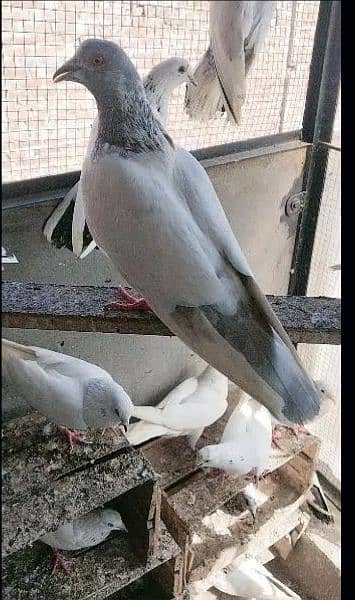 Pigeons Kabootar 7