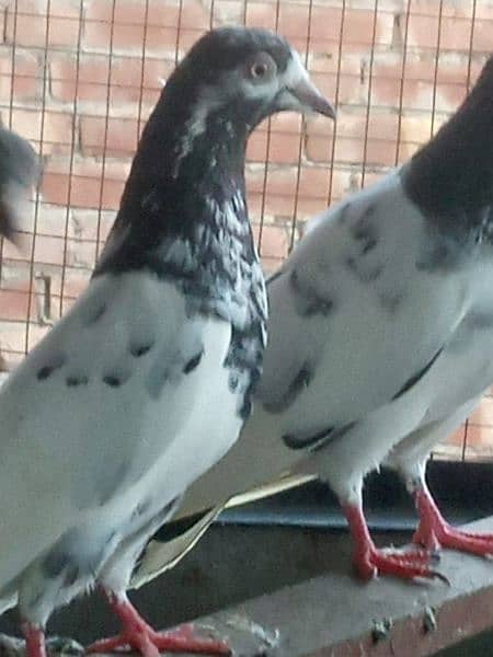 Pigeons Kabootar 8