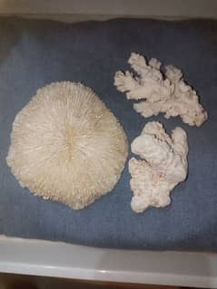 Real white coral mushroom