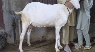 Goat | gulabi/ rajanpuri bakri | Bakri | desi Bakra | goat for sale