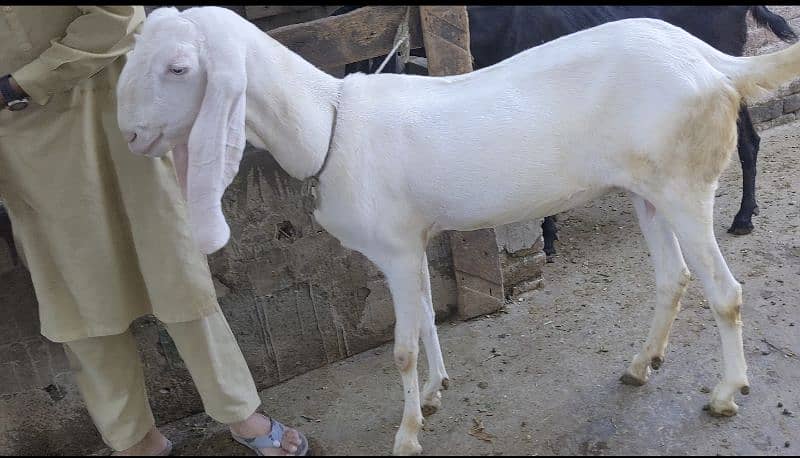 Goat | gulabi/ rajanpuri bakri | Bakri | desi Bakra | goat for sale 1