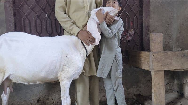 Goat | gulabi/ rajanpuri bakri | Bakri | desi Bakra | goat for sale 2