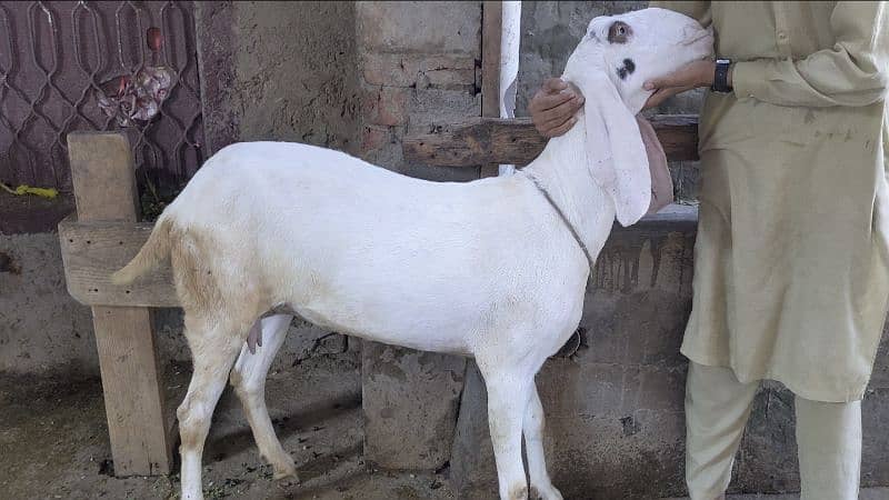 Goat | gulabi/ rajanpuri bakri | Bakri | desi Bakra | goat for sale 3