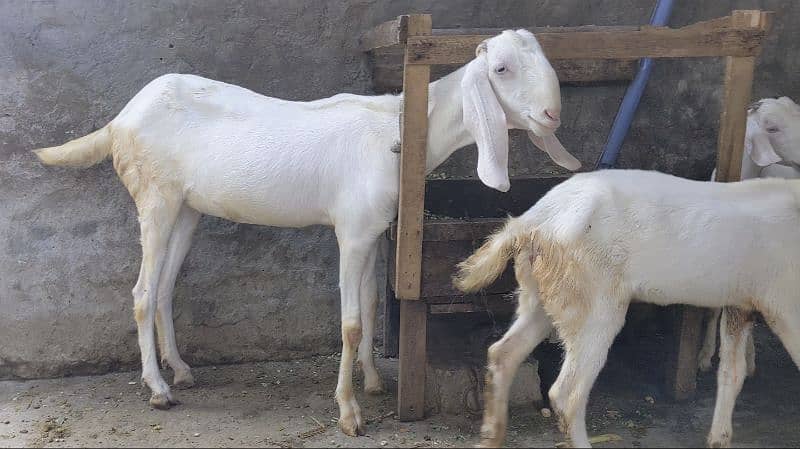 Goat | gulabi/ rajanpuri bakri | Bakri | desi Bakra | goat for sale 4