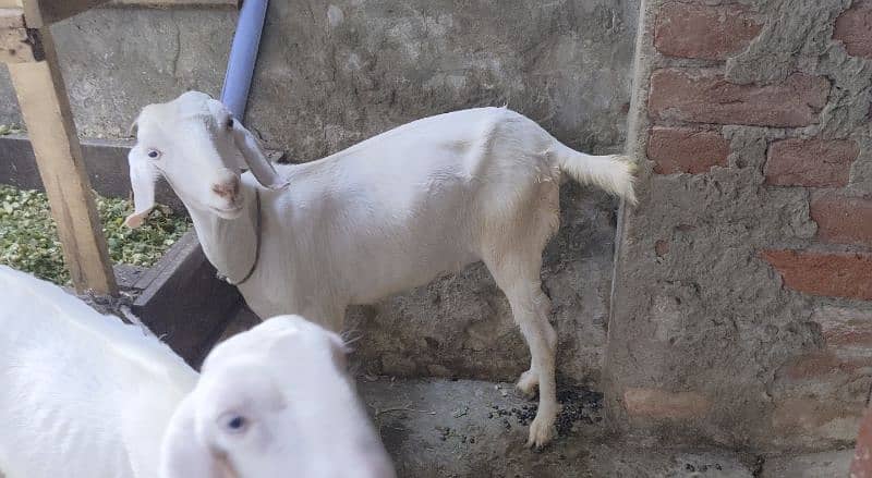 Goat | gulabi/ rajanpuri bakri | Bakri | desi Bakra | goat for sale 5