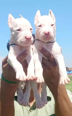 Guwahati gultair pair for sale 40 days