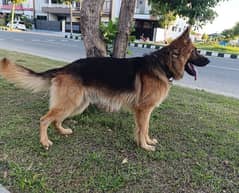 German shepherd male