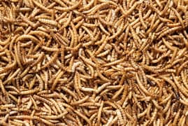 Free Mealworms 0.3. . 0.7. 6.8. 3.7. 6.8. 5