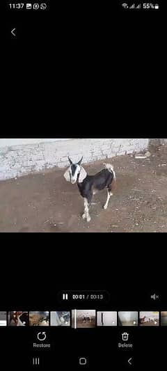 makri tapra goat breeder for sale