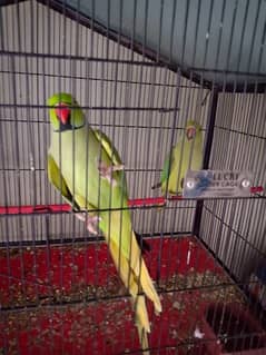 Green ringneck pair for sell