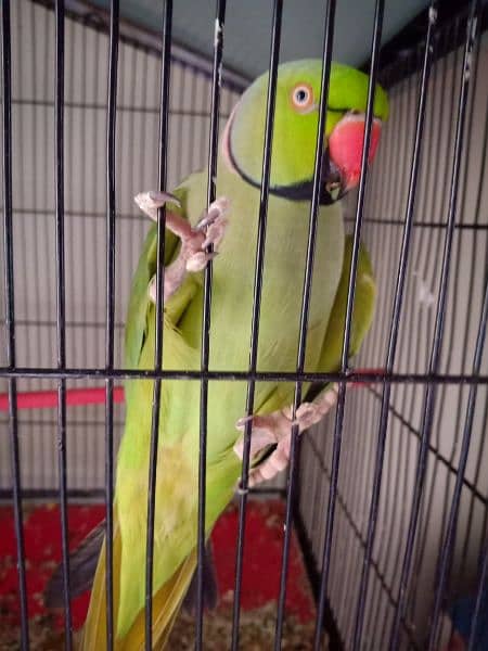 Green ringneck pair for sell 1