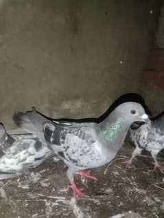 pigeon